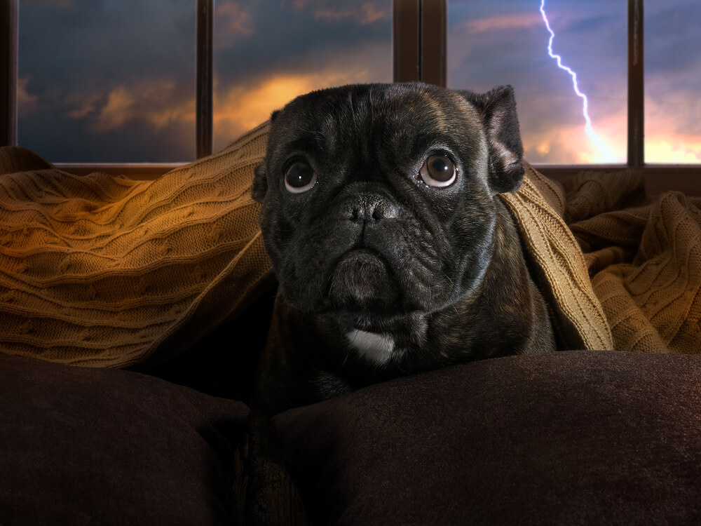 Thunderstorm Anxiety