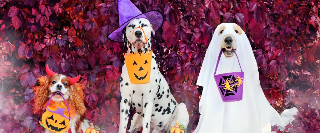 Trick-or-Treat: Homemade Halloween Treats for Dogs and Cats 