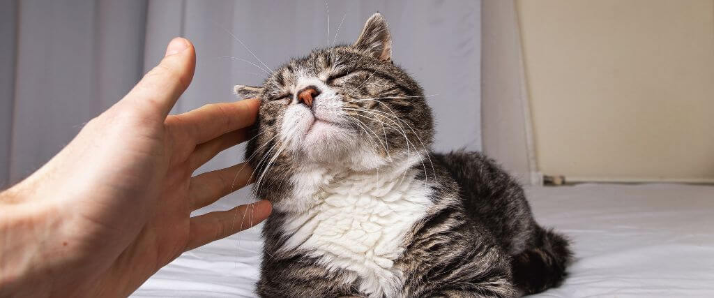 How to Understand and Track Your Cat’s Quality of Life