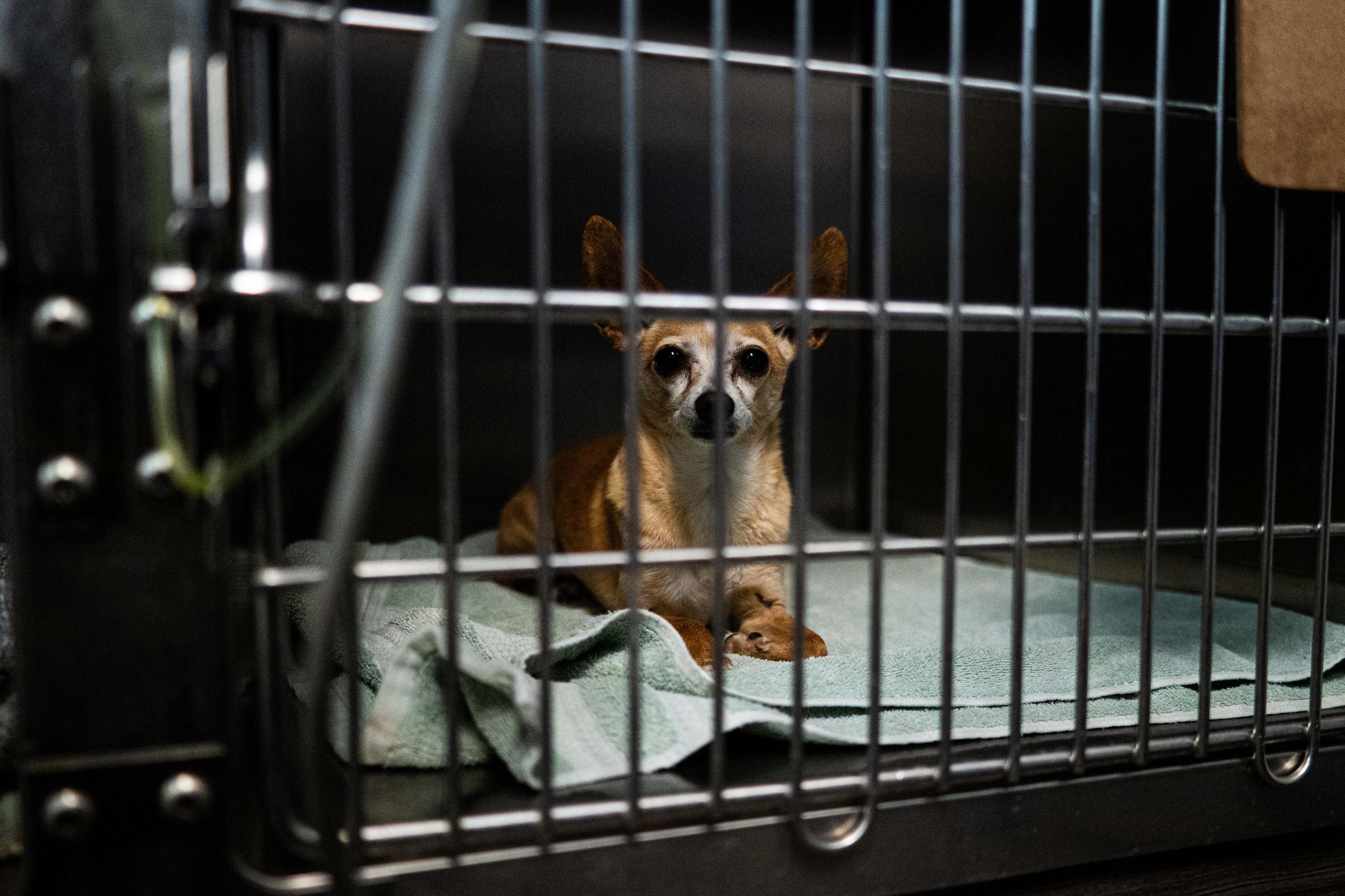 Boarding at Park Animal Hospital 