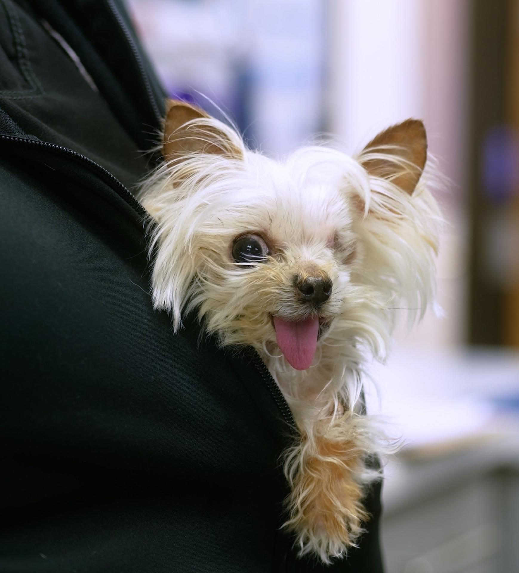 Dentistry at Park Animal Hospital