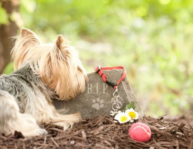 Forget Me Not: Rainbow Bridge Remembrance Day