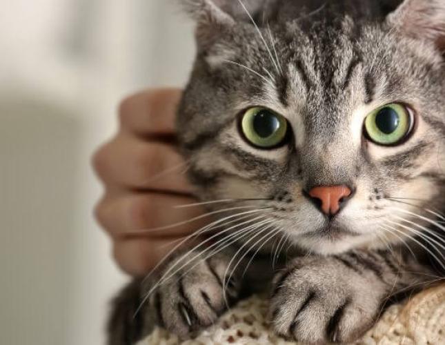 Myth vs. Fact: Debunking Common Misconceptions About Adopting a Cat