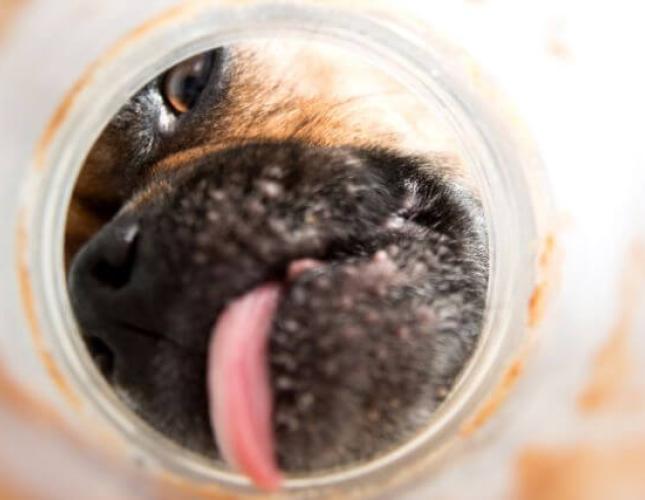 National Peanut Butter Day: How This Tasty Treat Benefits Your Dog