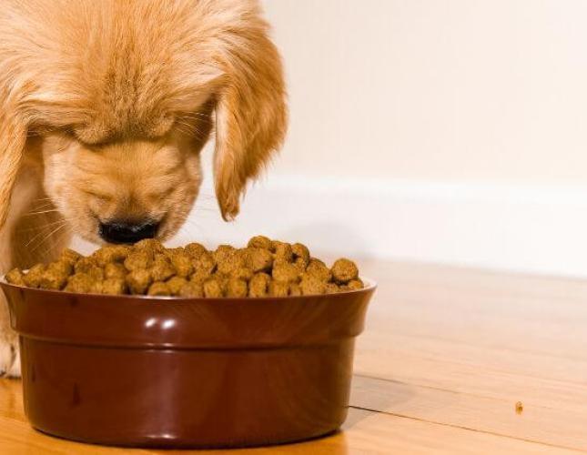 Understanding Your Dog’s Nutritional Needs for Different Life Stages
