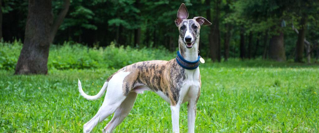 The Guide to Understanding Greyhounds